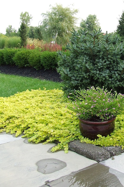 Вербейник монетчатый