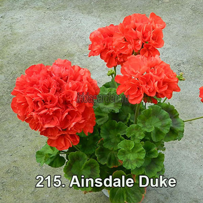 Пеларгония Ainsdale Duke