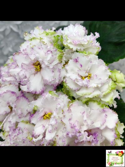 Фея (Т. Л. Дадоян) (лист укоренённый)