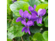 Фиалка душистая (Viola odorata), лист - абсолю 5 г