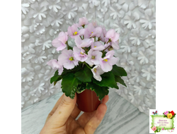 Morgan's Ivy League (C.Eros) (детка)