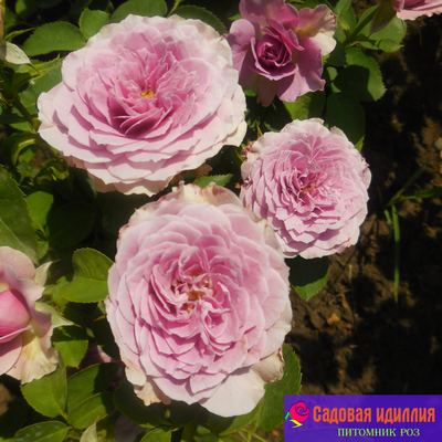 Лавендер айс (Lavender Ice)