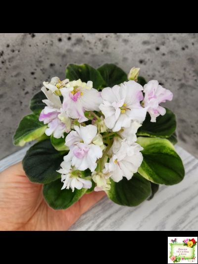 LV-Мариночка (Л. Шевелева) 2023 г. (клакамас бастл-листва с кроновой пестролистностью)