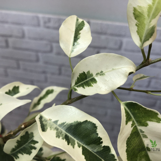 Ficus Benjamina De Gantel  Big leaf / фикус Бенджамина Де гантель крупный лист