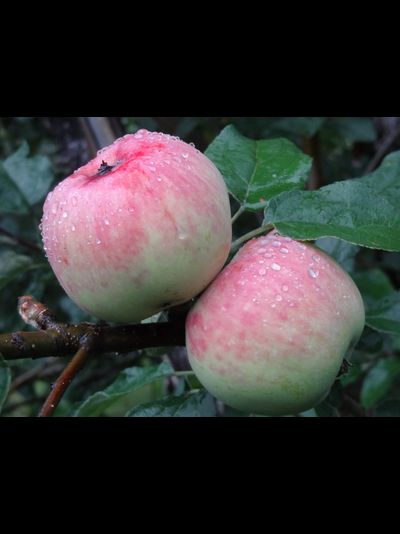 Розовое превосходное (яблоня)