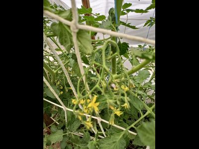 Томат Мультифлора Гигант (Giant multiflora, Multiflora Long Keeper)