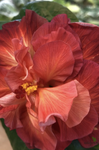 Гибискус Moorea on fire