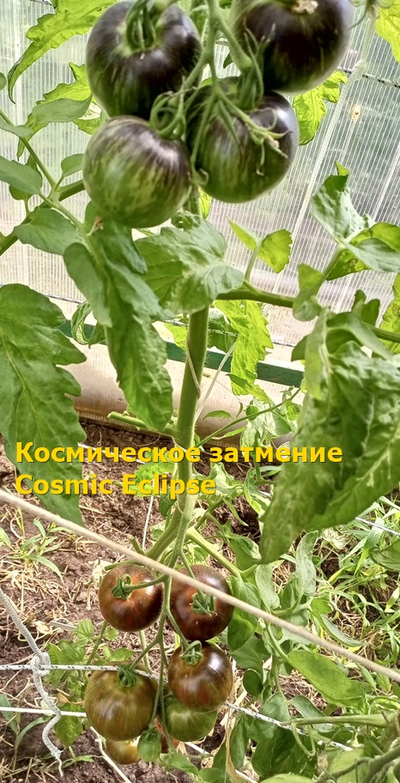 Томат Космическое затмение (Cosmic Eclipse)