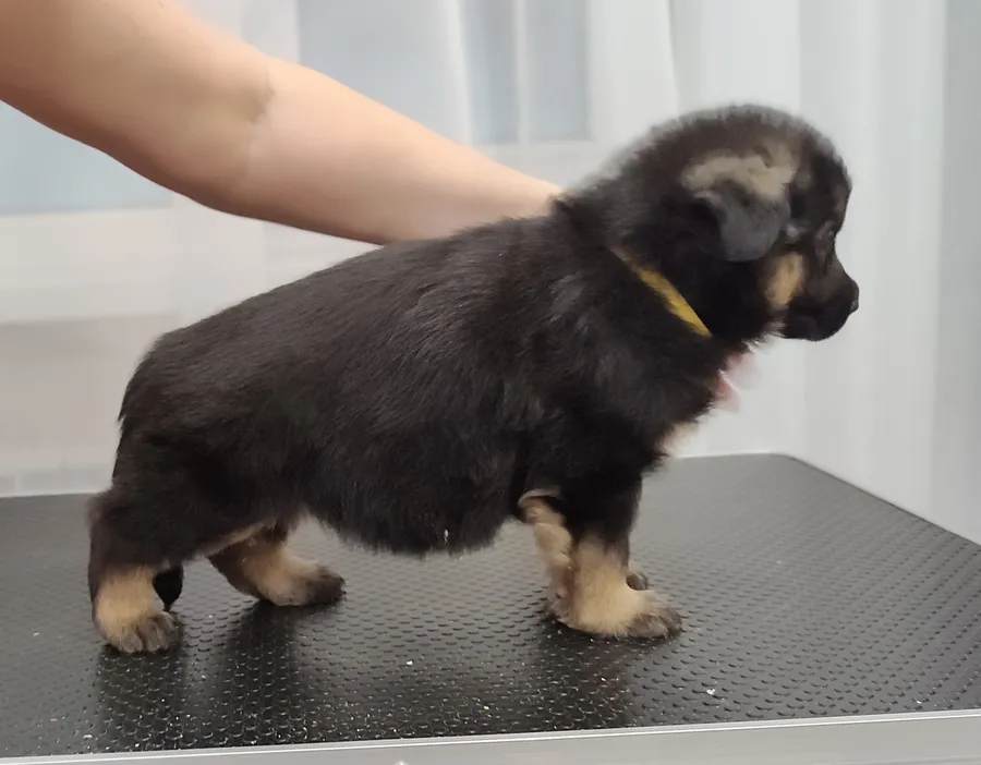 первая стойка Шанталь в 1,5 мес.