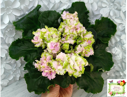 ЛЕ-Денди (Е. Лебецкая) 2011 г. (сортовой стартер)