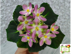 RIV-Амнезия (И. Растегаева) 2024 г.