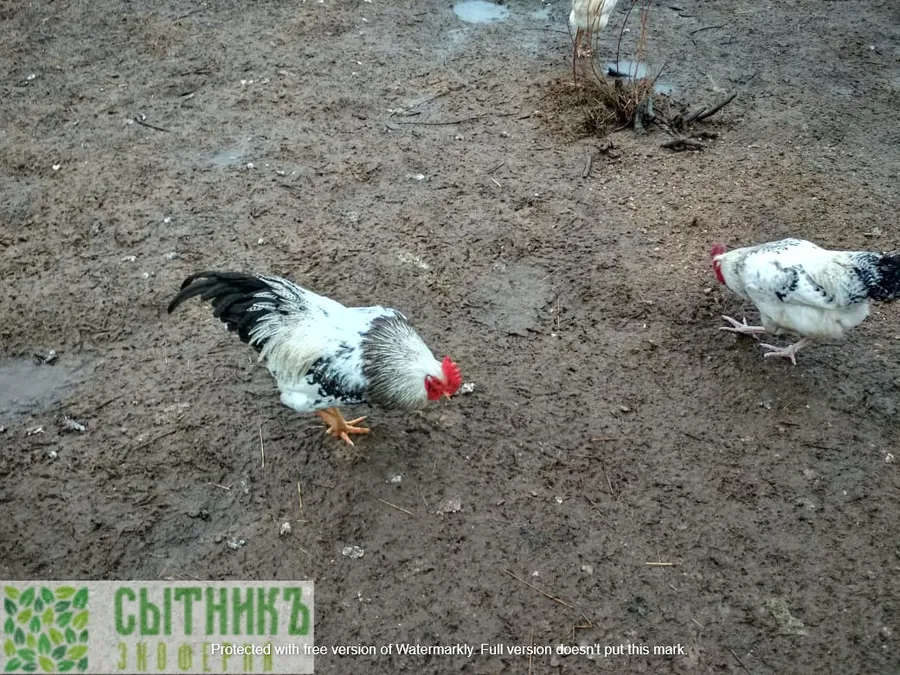 Натуральное кормление кур на ферме