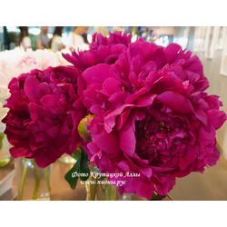 Пион Аркадий Гайдар (Arkadij Gajdar)