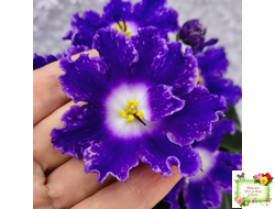 DS-Сияющий Колокольчик (Dimetris) 2014 г.