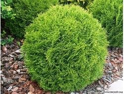 Туя Тини Тим - Tiny Tim