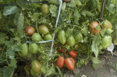 Томат Колокола России