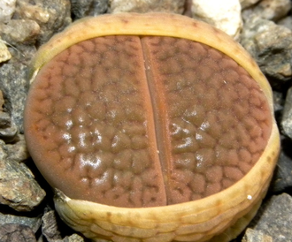 Lithops hookeri C113 (MG) - 10 семян