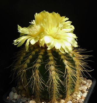 Eriocactus warasii HU1489 (Бразилия) - 5 семян