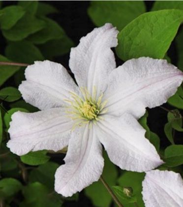 Клематис White Prince Charles (Уайт Принц Чарльз) в контейнере р9