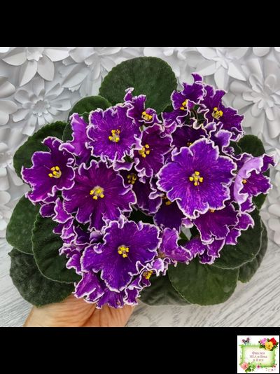 АВ-Просто Космос (Фиалковод) 2019 г.