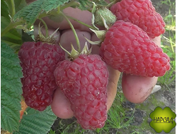 РАДЗИЕВА (РАННЯЯ, УРОЖАЙНАЯ)