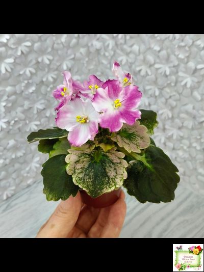 АВ-Птица Певчая (Фиалковод) 2022 г. (лист посажен 29.01.26)