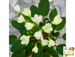 Chantaspring (R. Р. Hair) 1996 г. трейлер (пасынок посажен 20.10.25)