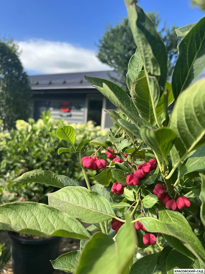 Бересклет Европейский - Euonymus europaeus