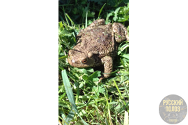 Серая жаба, Bufo bufo