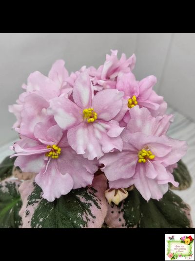 Rivermist Pearls (J. Baker) (10974) 04/13/2018