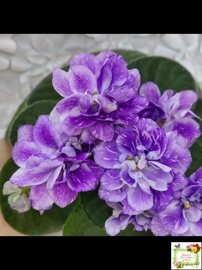 АВ-В Краю Единорогов (Фиалковод) 2020 г.