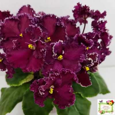 ЛЕ-Шелковые Кружева (Е. Лебецкая) 2017 г. (лист посажен 28.01.26)