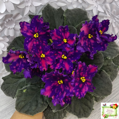 РС-Метагалактика (С. Репкина) 2018 г.