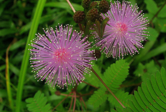 Mimosa pudica - Мимоза стыдливая, сенсорное (движущиеся) растение, удивительное растение