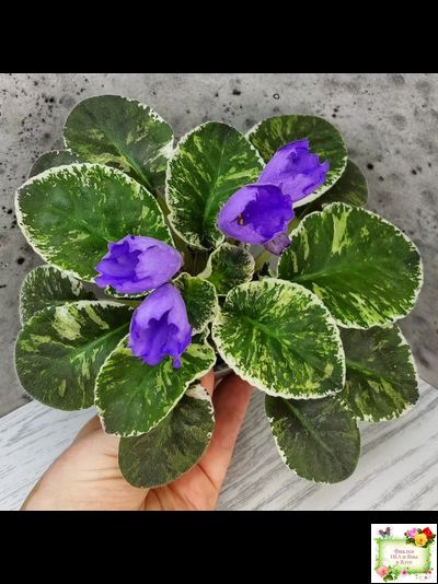 КНН-Крокус (Н. Куриленко) 2022 г. (лист с детками посажен 23.07.25)