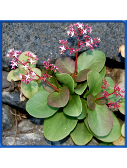 Crassula multicava