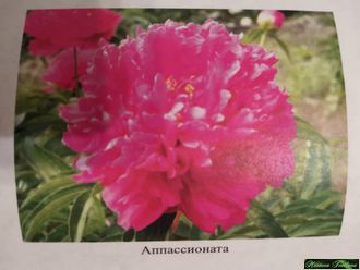 Пион Апассионата