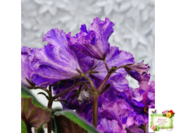 ВаТ-Инопланетянин (Т. Валькова) 2015 г.