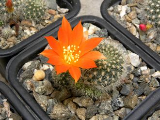 Rebutia pygmaea form-news