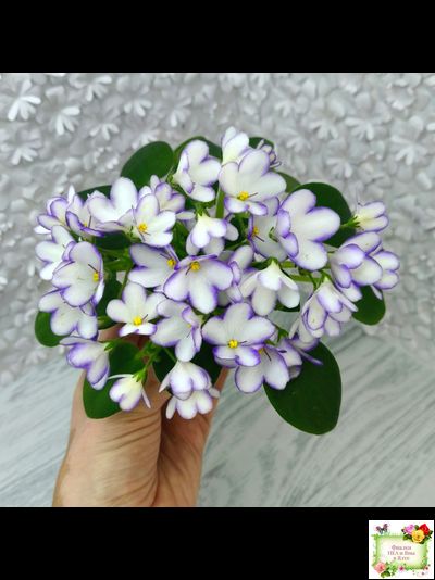 2А-Проба Пера (Е. Кольцова) 2024 г. (детка)