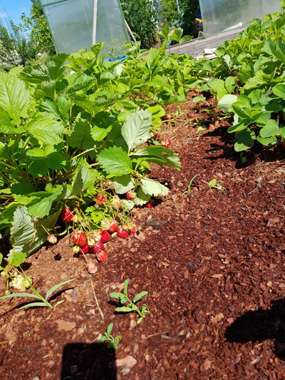 Кора лиственницы, фракция 0-2 см (60 л.)