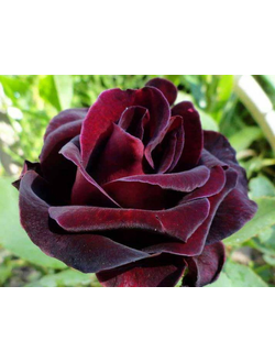 Роза чайно-гибридная Фиджи негро