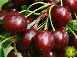 ВИШНЯ "ЖУКОВСКАЯ" (очень вкусная, устойчивая, саженец 3 года)