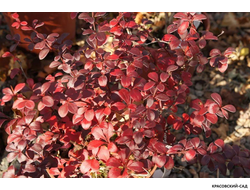 Барбарис Дартс Ред Леди - Dart's Red Lady