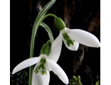 Galanthus Nutt`s Earl