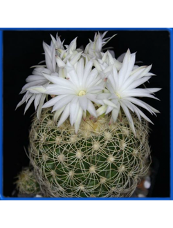 Discocactus araneispinus HU 440