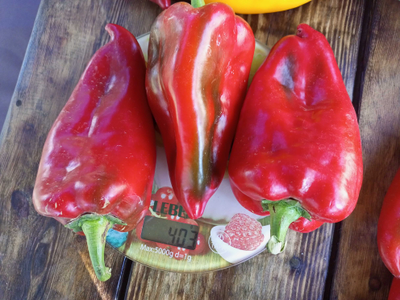Перец сладкий Хорват