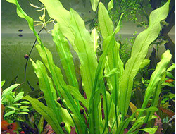 Эхинодорус Марти Майера