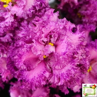 БР-Сочная Ягодка Люкс (С. и Н. Буркацкие) 2022 г.