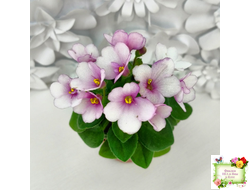 ЛЕ-Колибри (Е. Лебецкая) (3 листа посажены в 1 стак. 20.10.25)